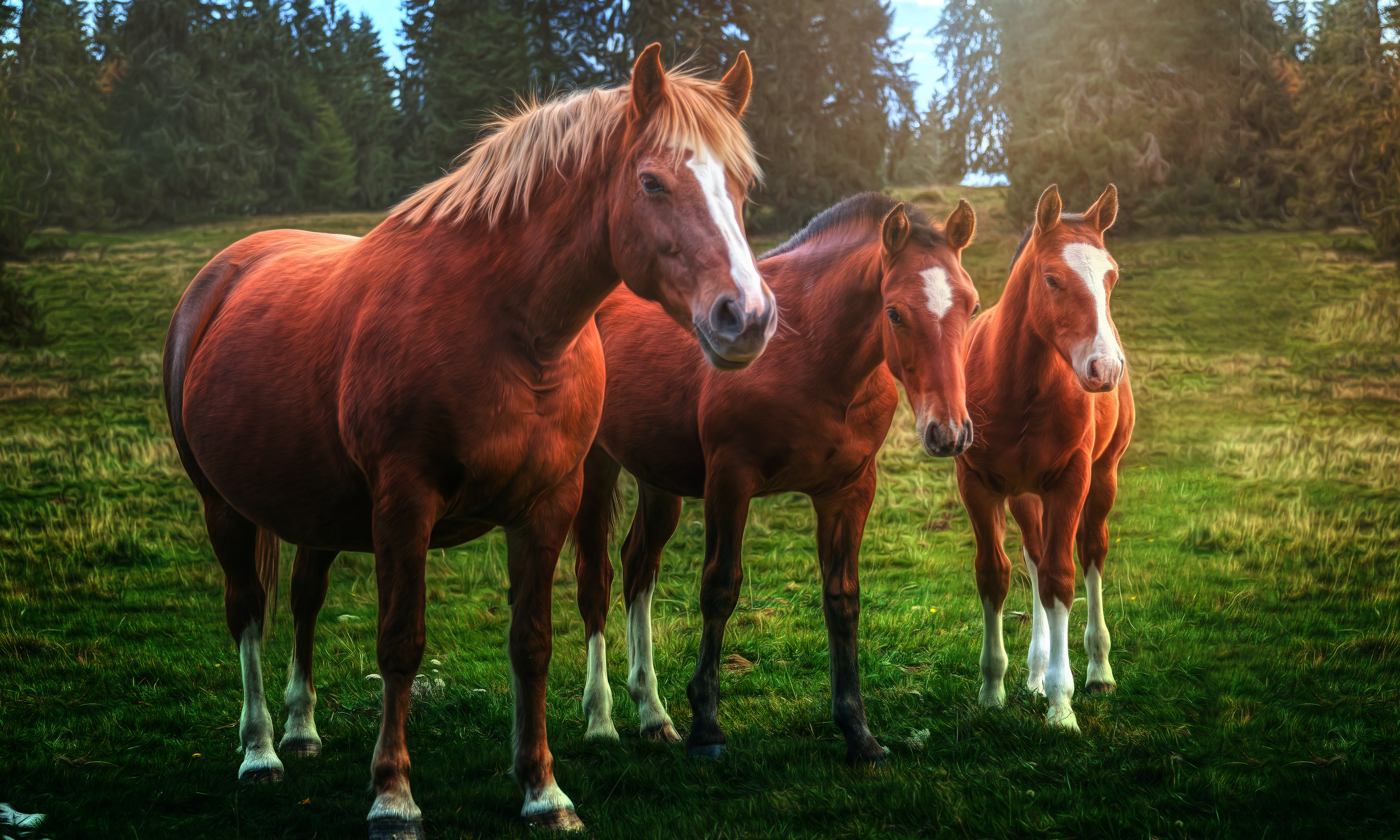 Horse 4k Ultra HD Wallpaper by Chris Frank
