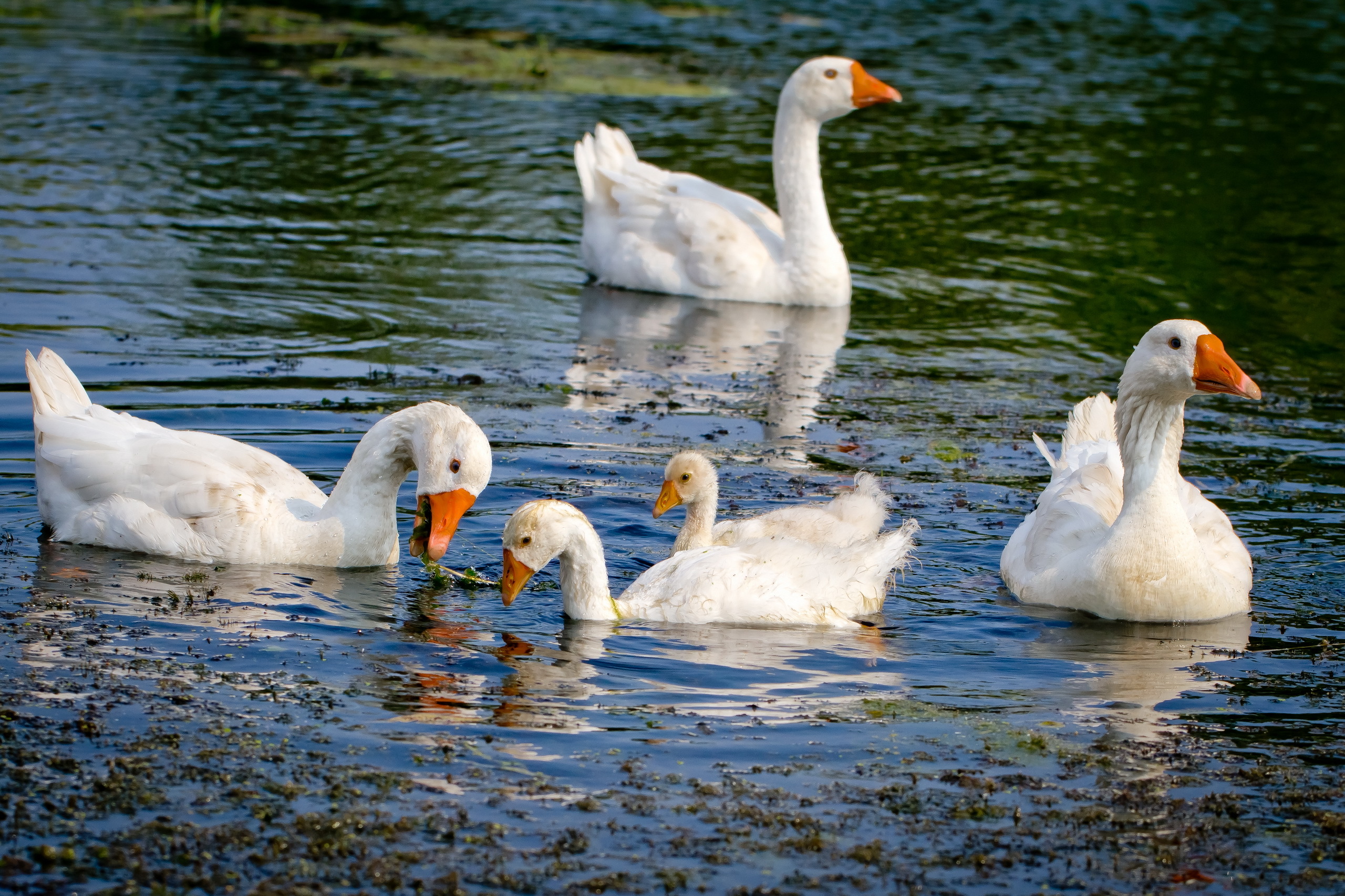 goose desk top