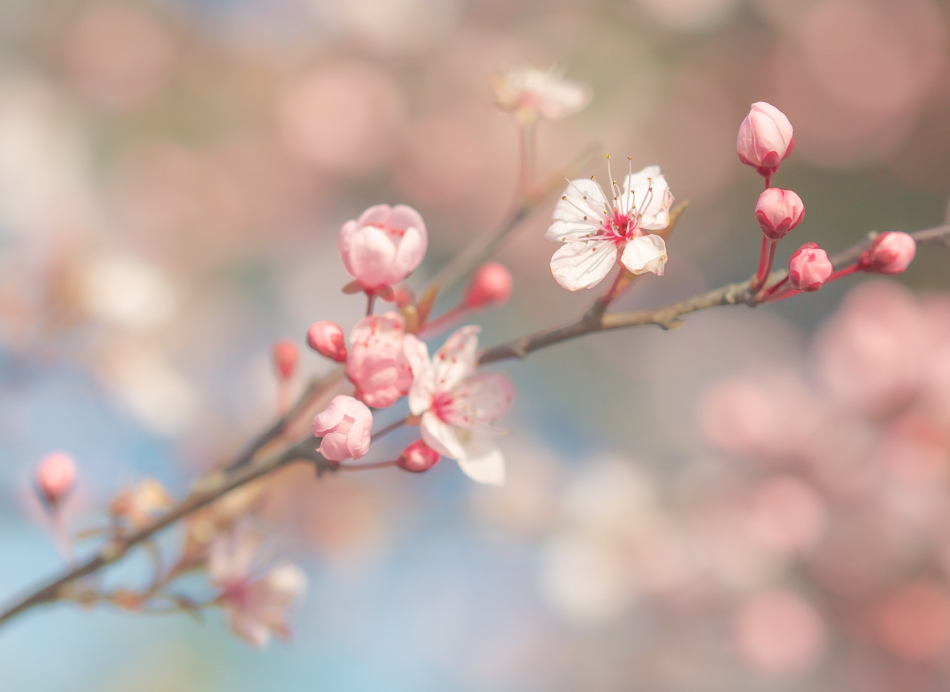Download Bokeh Branch Nature Flower Pink Flower Spring Blossom HD Wallpaper  by Paula Watts, image size:1920x1398