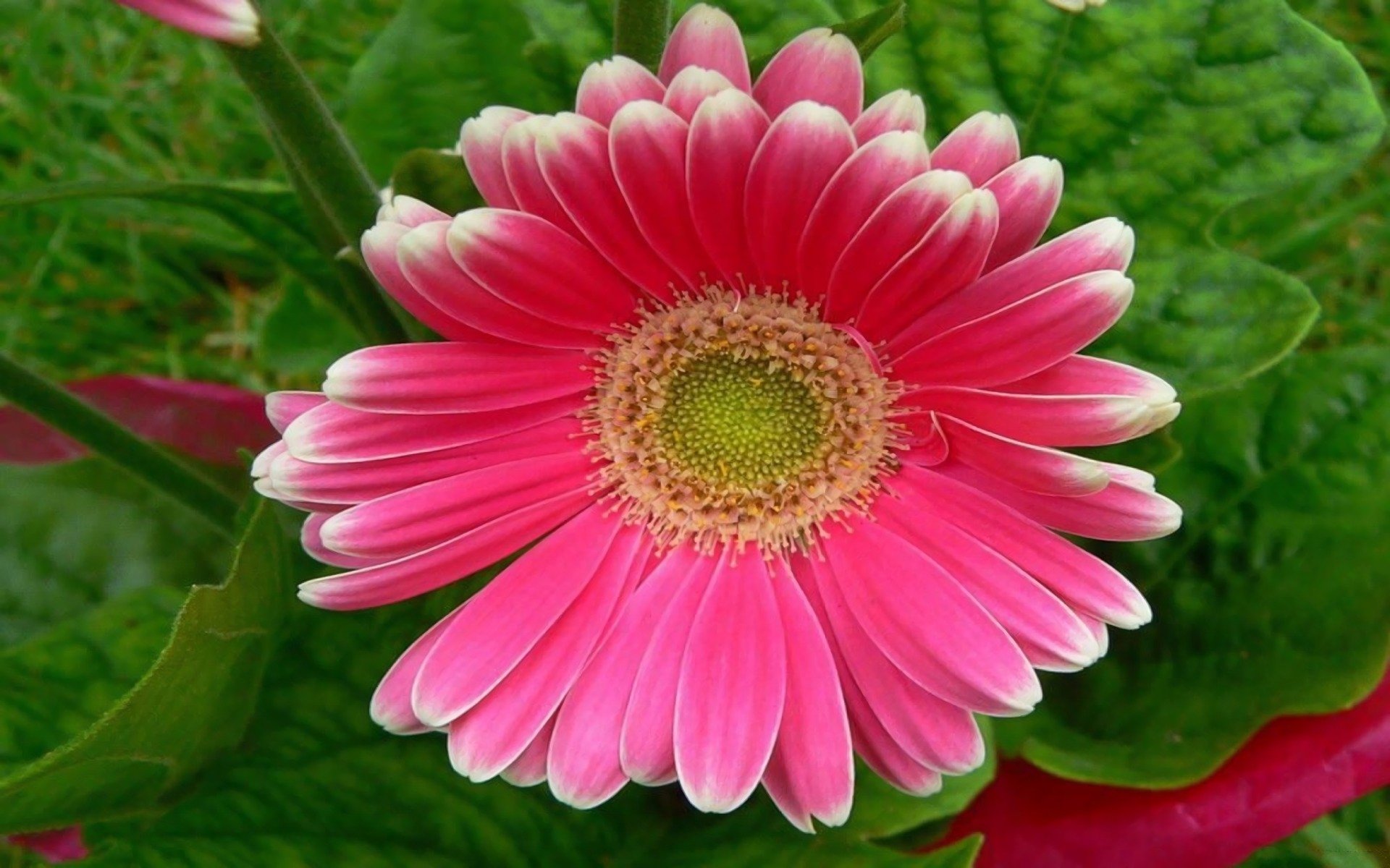 Pink Gerbera