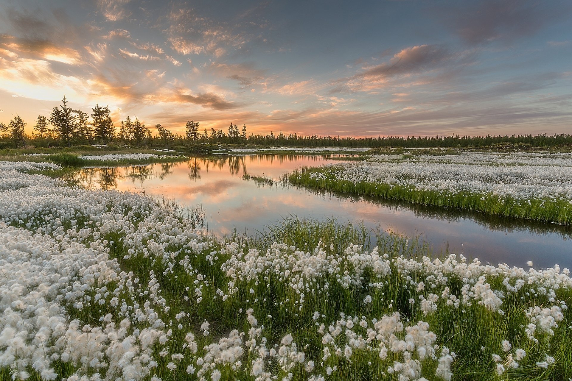 A serene landscape featuring a river surrounded by fields of white flowers, set against a vibrant sunset sky. This HD image captures the beauty of nature in rich detail.