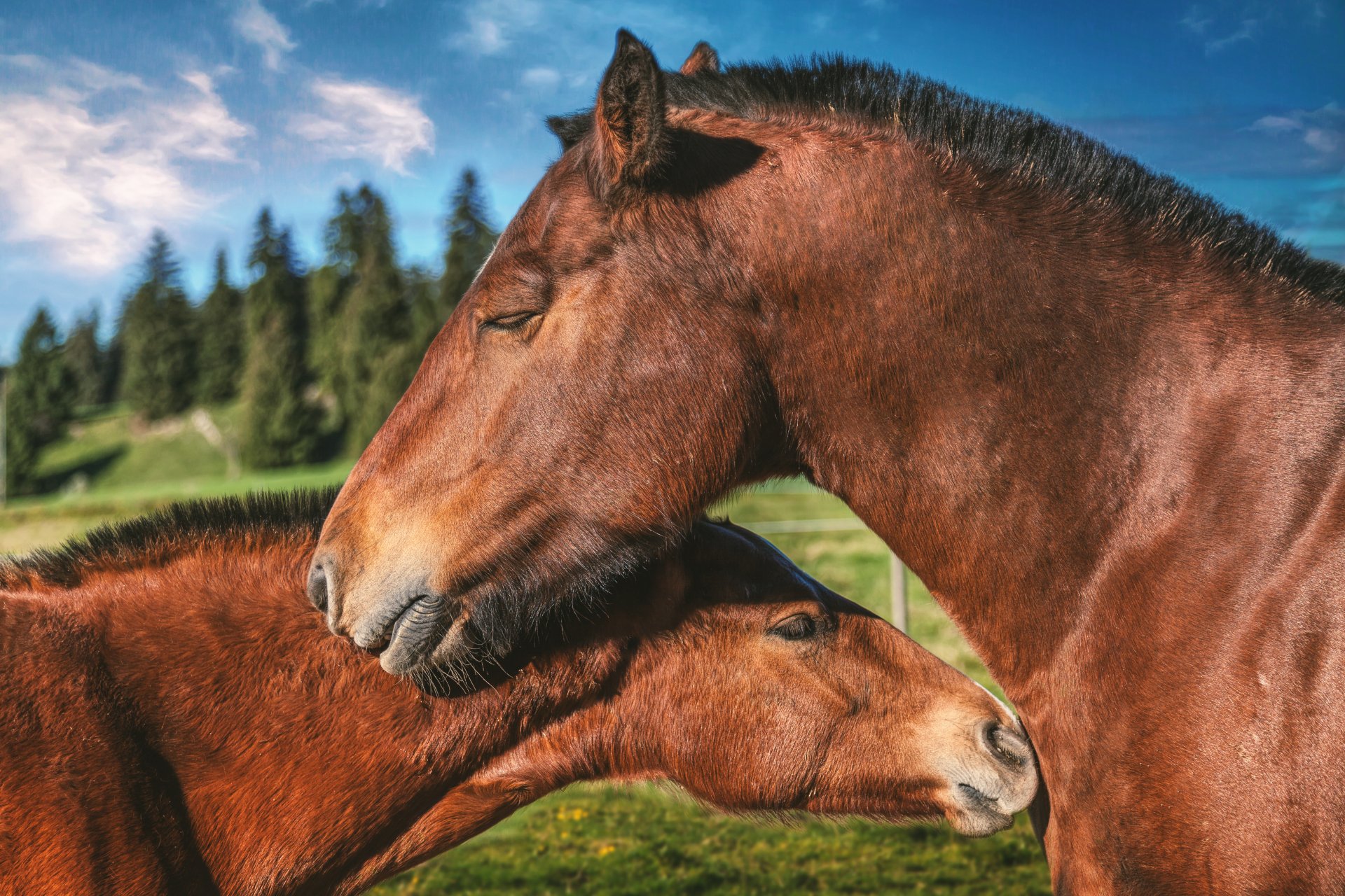 A loving couple of horses nuzzle gently in a serene outdoor setting, captured in stunning 4K Ultra HD quality for a PC desktop wallpaper.