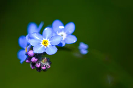 HD PC desktop wallpaper featuring a close-up of delicate blue forget-me-not flowers against a blurred green natural background.