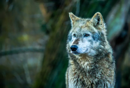 HD PC desktop wallpaper featuring a wolf with sharp eyes against a blurred natural background creating a bokeh effect.