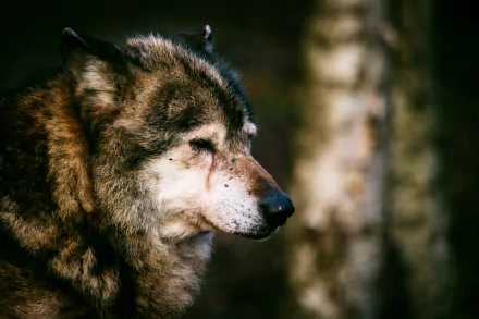 Close-up of a wolf in natural light, captured in 4K Ultra HD, designed as a PC desktop wallpaper showcasing detailed animal features.