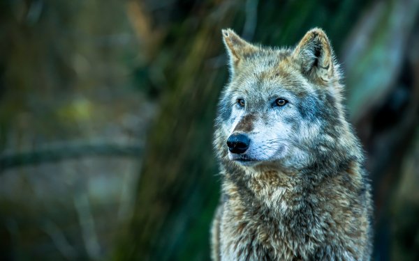 Animal Wolf Wolves Bokeh HD Wallpaper | Background Image