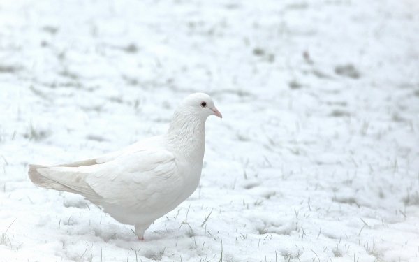 Animal Dove Birds Columbidae Bird Snow HD Wallpaper | Background Image
