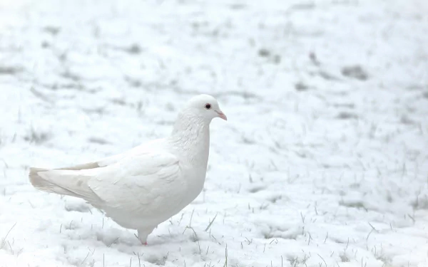 A serene scene featuring a white dove standing on fresh snow, creating a peaceful winter atmosphere. An elegant choice for a HD PC desktop wallpaper and background.