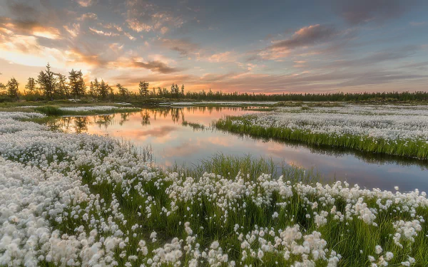 A serene landscape featuring a river surrounded by fields of white flowers, set against a vibrant sunset sky. This HD image captures the beauty of nature in rich detail.