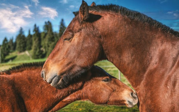 Animal Horse Love Couple HD Wallpaper | Background Image