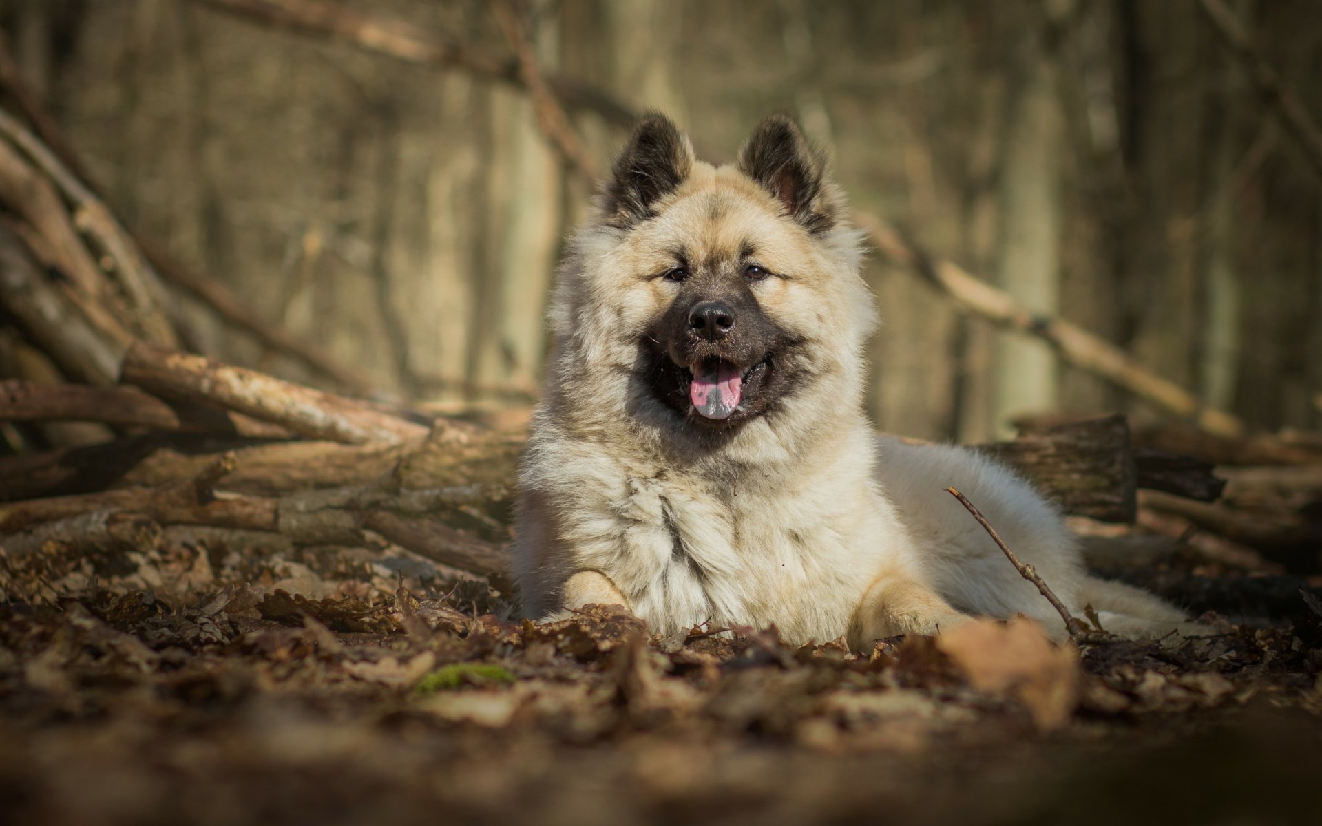 Download Spitz Dog Animal Eurasier HD Wallpaper