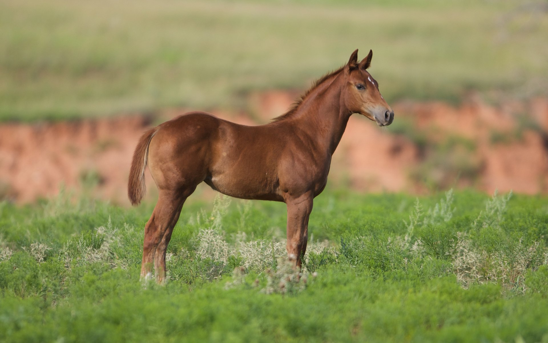 A baby foal standing in a green field, captured in high definition as a PC desktop wallpaper showcasing the beauty of this young horse.