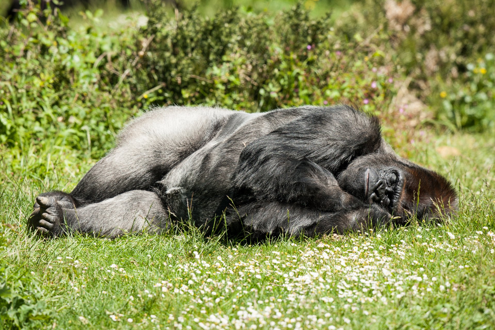 Sleeping gorilla sprawled on grass in daylight — tranquil primate scene, 4K Ultra HD PC desktop wallpaper and background.