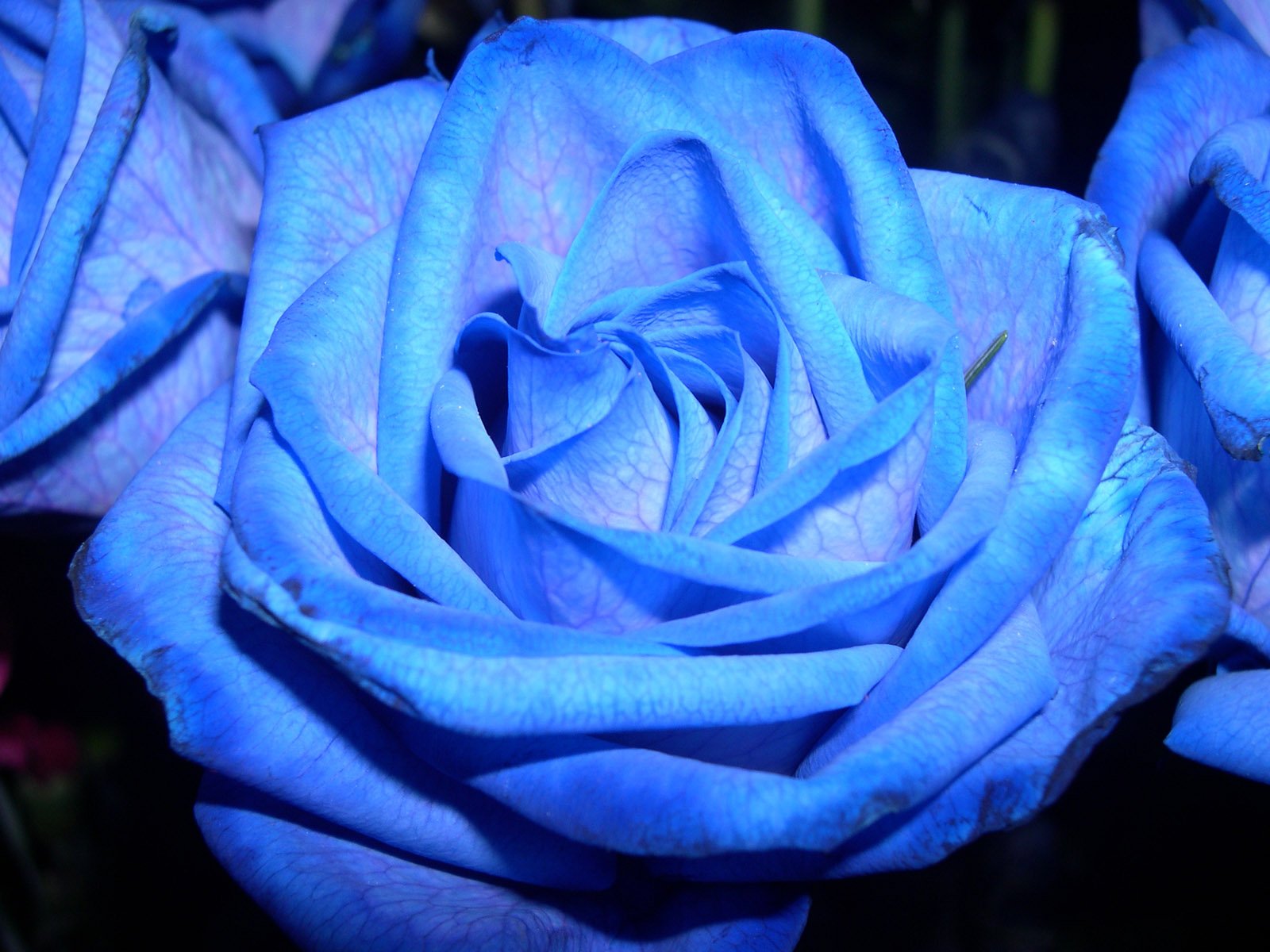 Download Blue Flower Blue Rose Flower Nature Rose Wallpaper