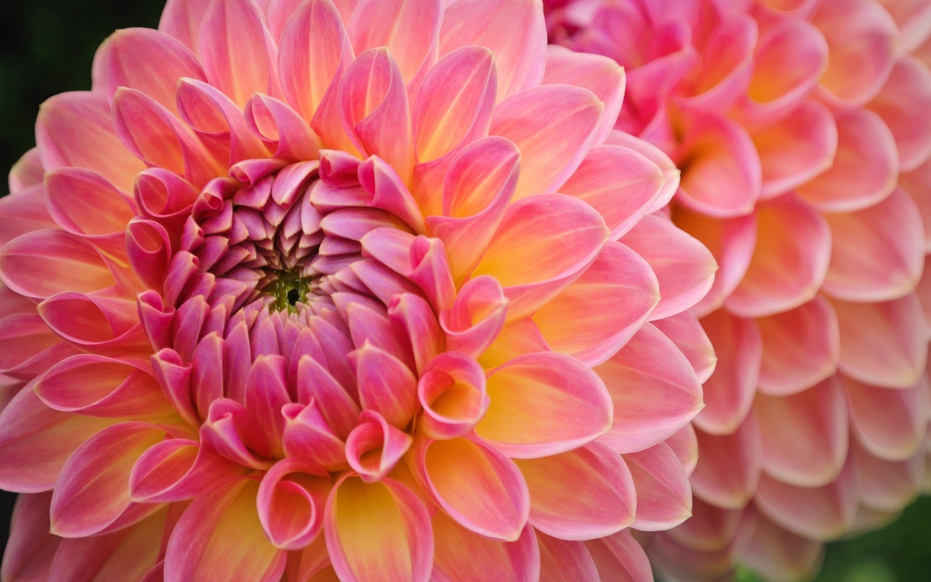 Pink Dahlia