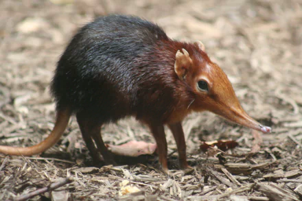 Elephant Shrew