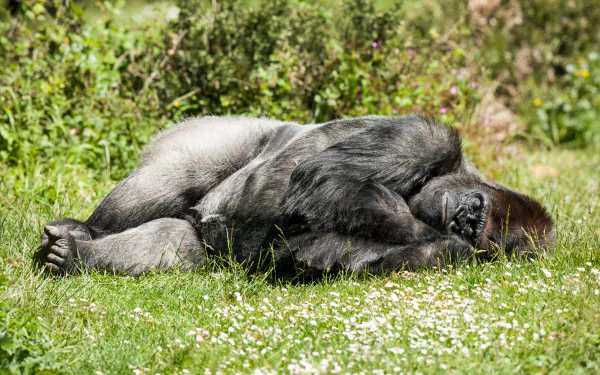 Sleeping gorilla sprawled on grass in daylight — tranquil primate scene, 4K Ultra HD PC desktop wallpaper and background.
