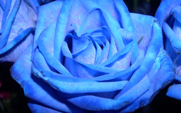  Blue Rose