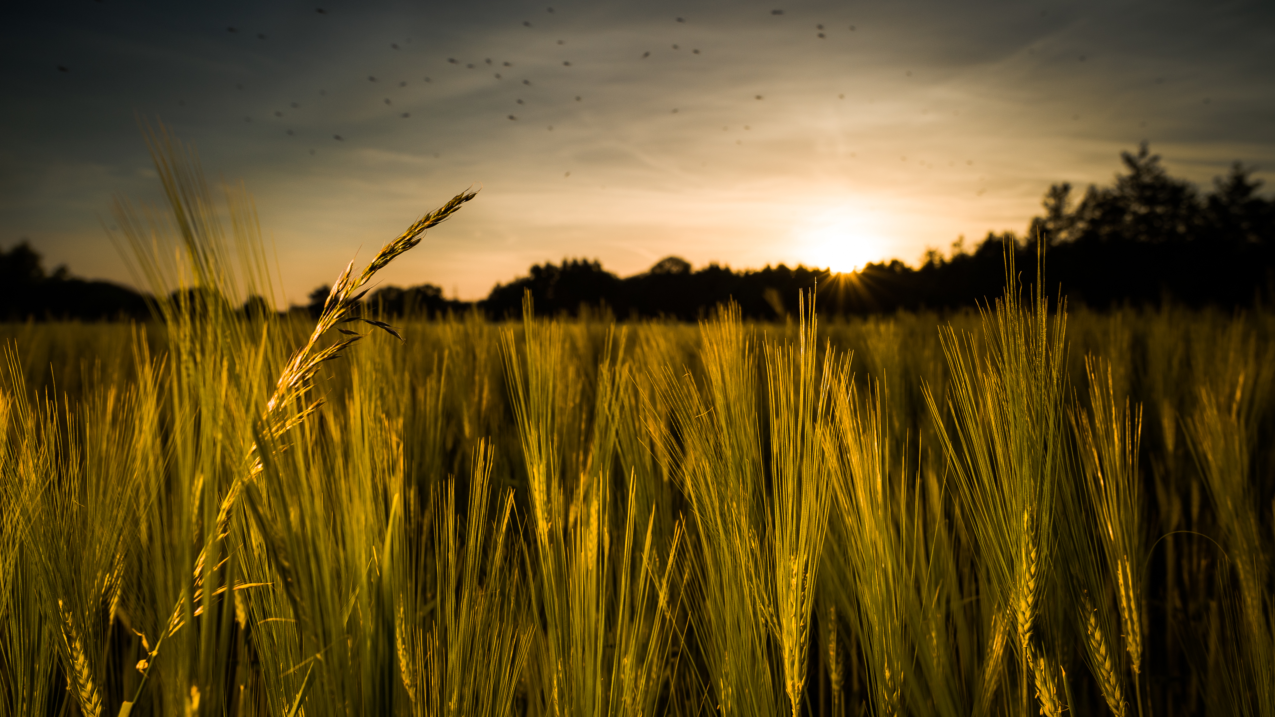 Rye field. Переславль Залесский поле пшеницы. Рожь колосится. Поле ржи. Поле с колосьями.