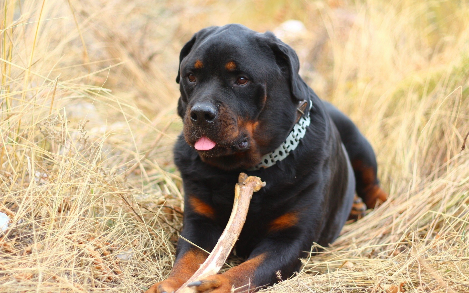 Rottweiler HD Wallpaper | Background Image | 1920x1200 | ID:709067