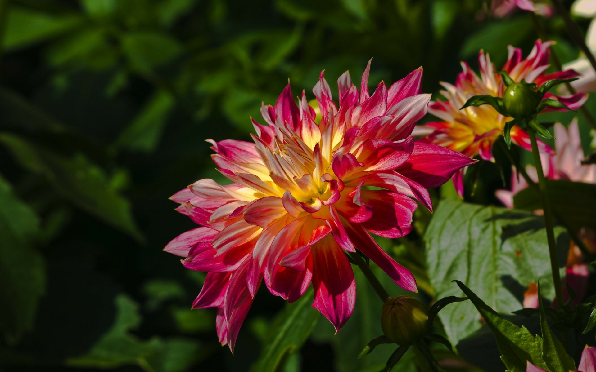 Pink Dahlia