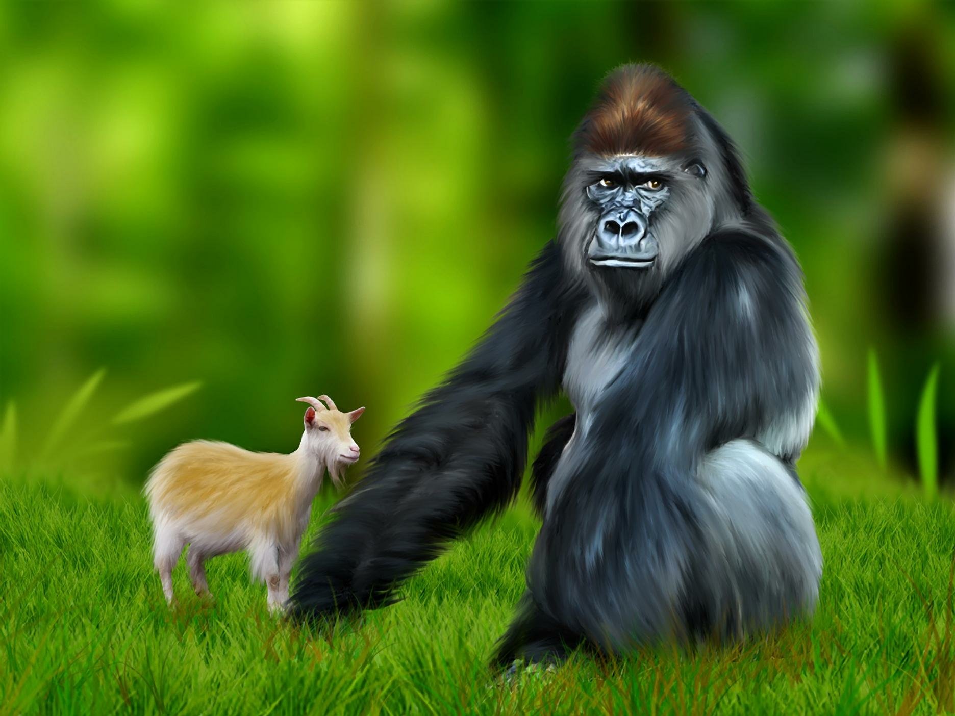 Gorilla and Goat