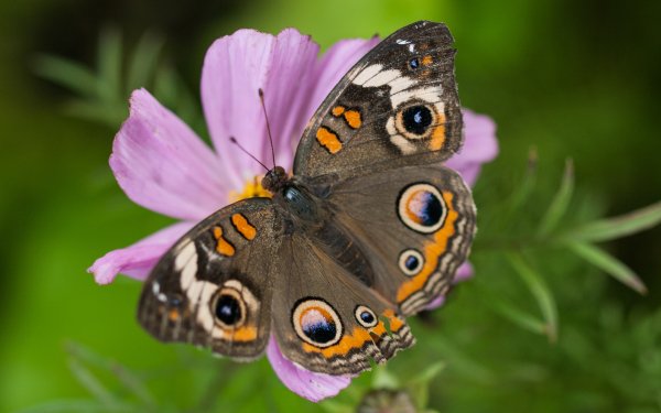 Animal Butterfly Flower Macro HD Wallpaper | Background Image
