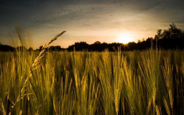 Earth Wheat Field Summer Sunrise HD Wallpaper | Background Image