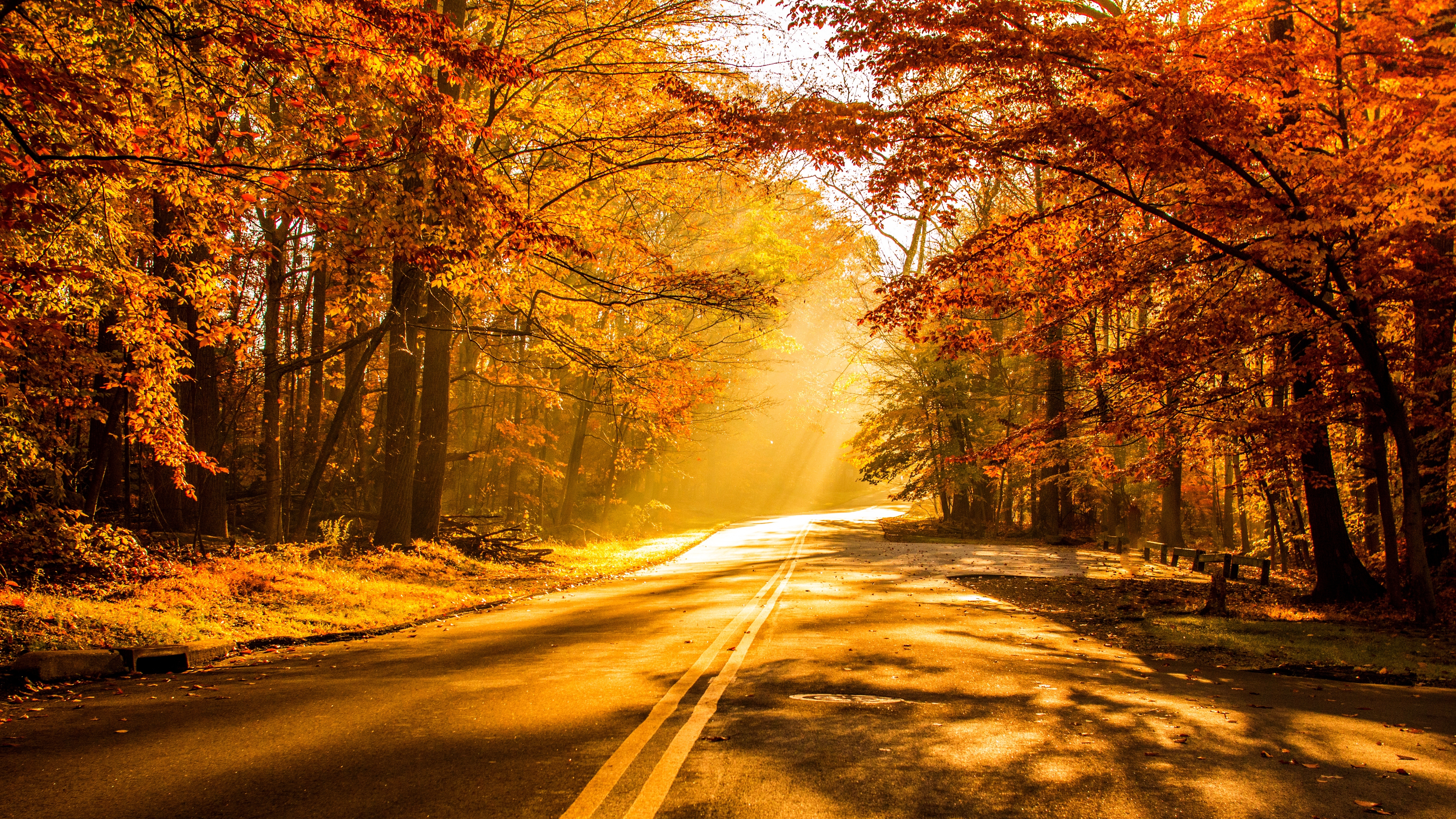 Sun Shining On Autumn Road 5k Retina Ultra Hd Wallpaper Background