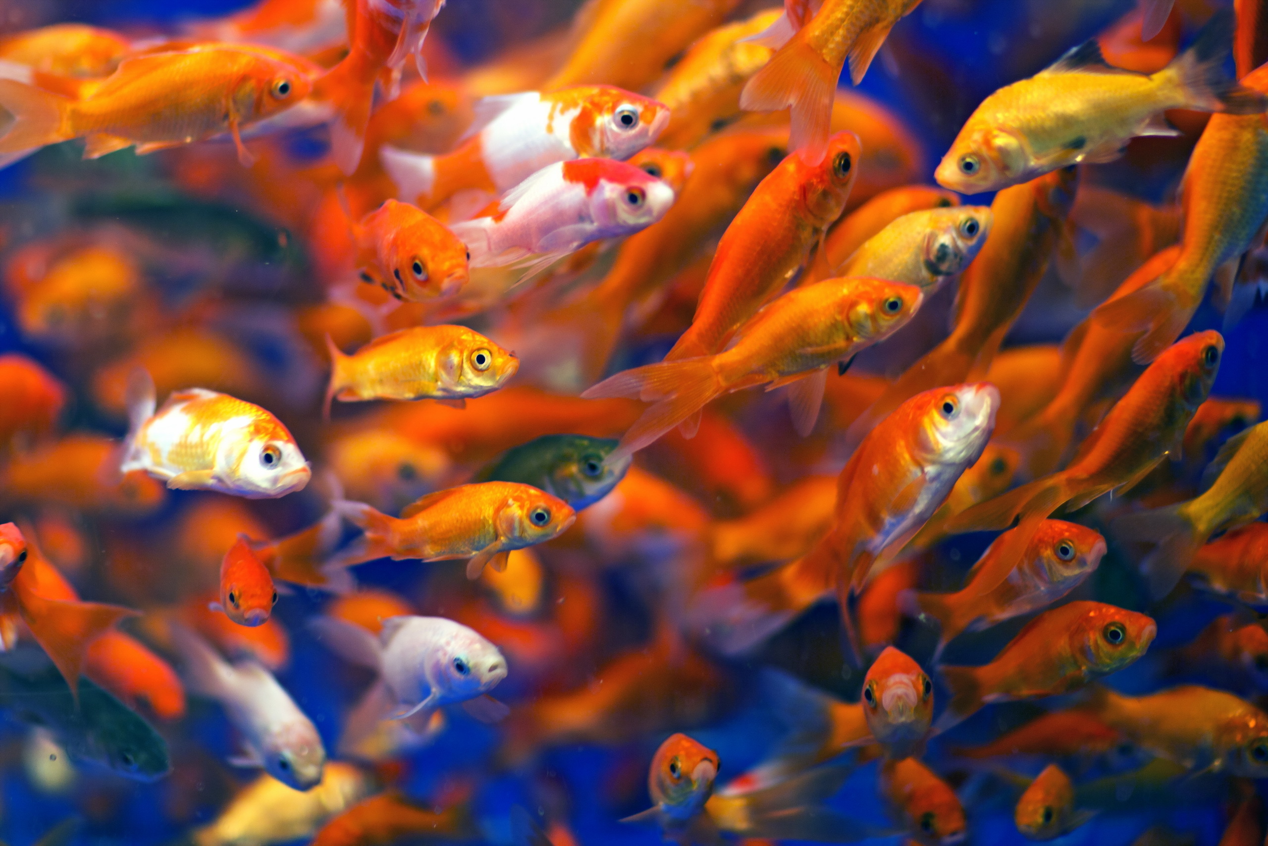 Goldfish HD Wallpaper | Background Image | 2560x1707 | ID:711646