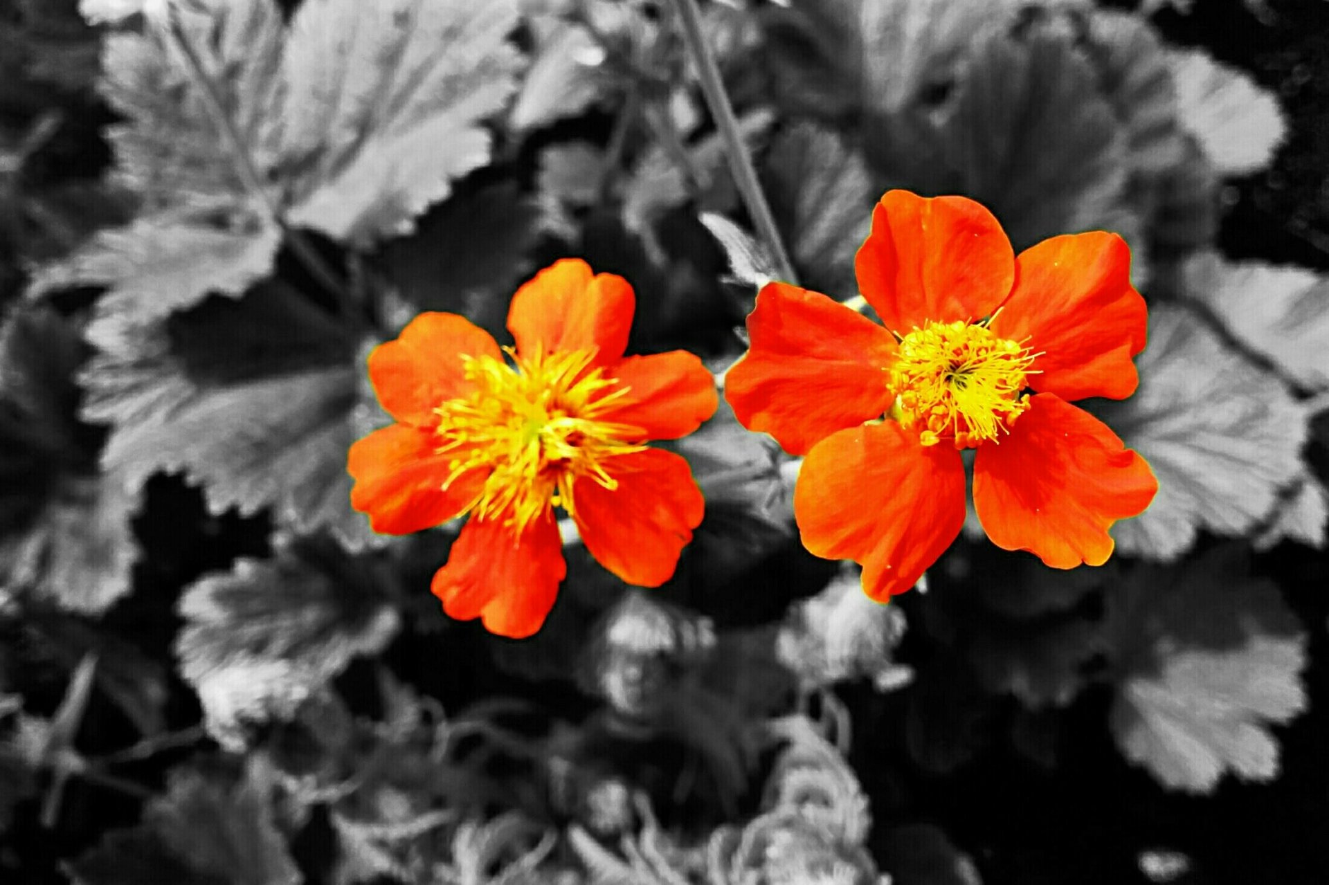 Download Selective Color Nature Plant Flower HD Wallpaper by egoshootersucht