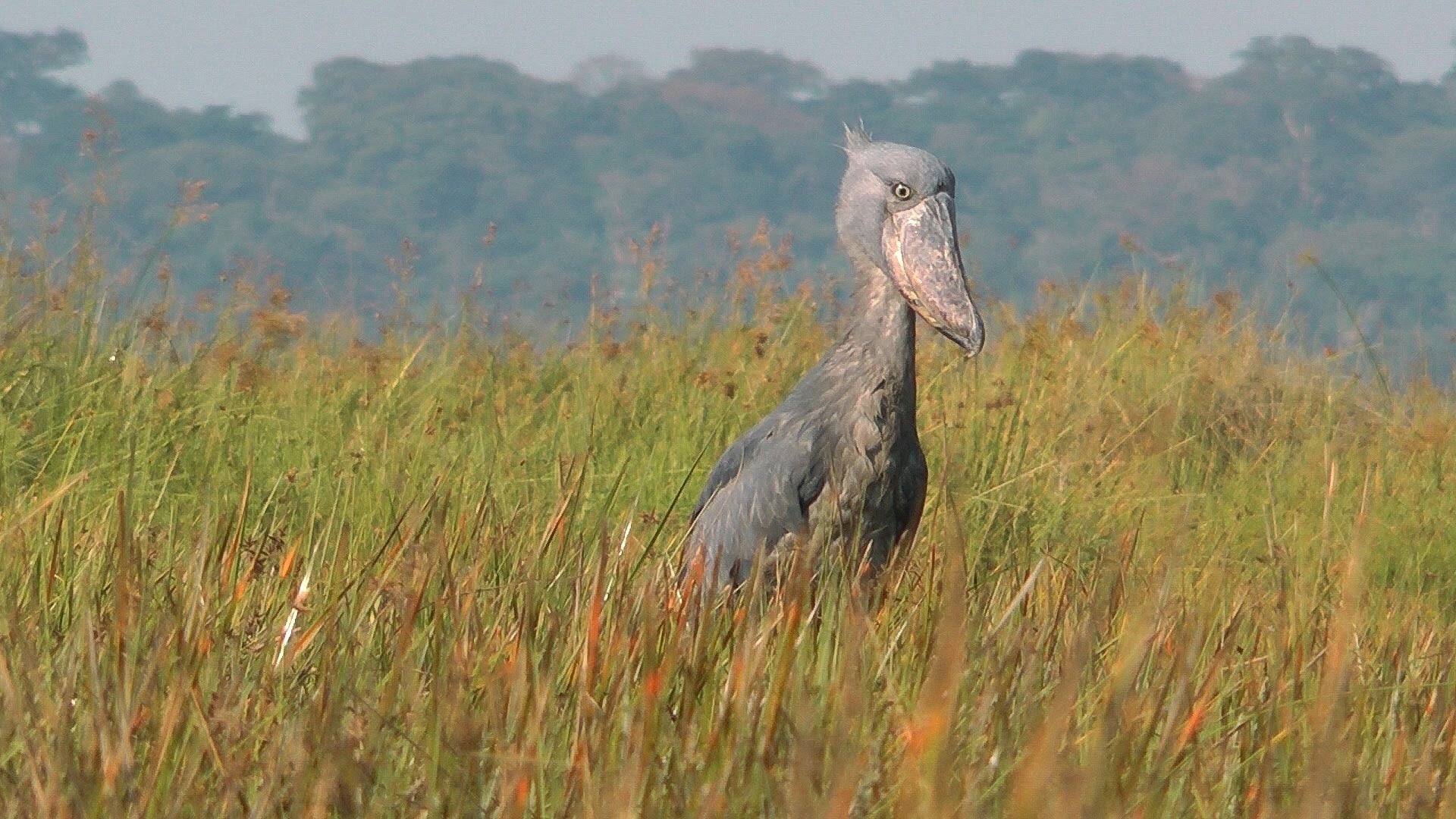 Download Animal Shoebill HD Wallpaper