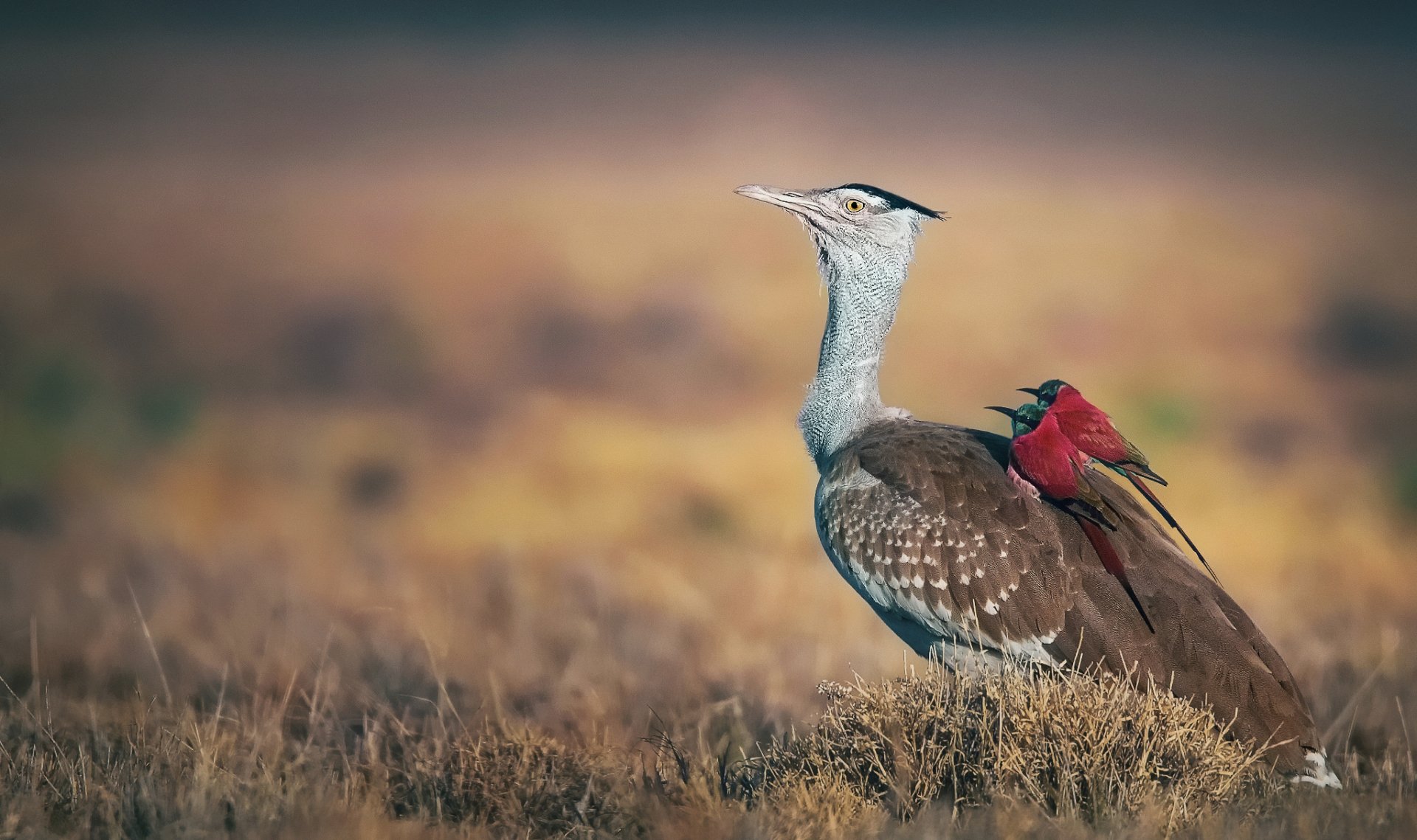 HD desktop wallpaper featuring a Northern Carmine Bee-eater perched on a larger bird in a blurred natural landscape, showcasing vibrant animal and bird life.