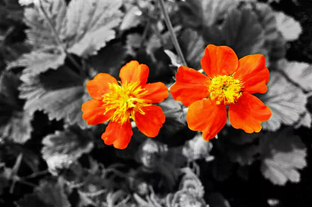 selective color nature plant flower HD Desktop Wallpaper | Background Image