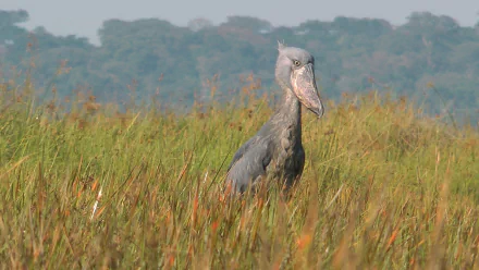 Animal Shoebill HD Desktop Wallpaper | Background Image