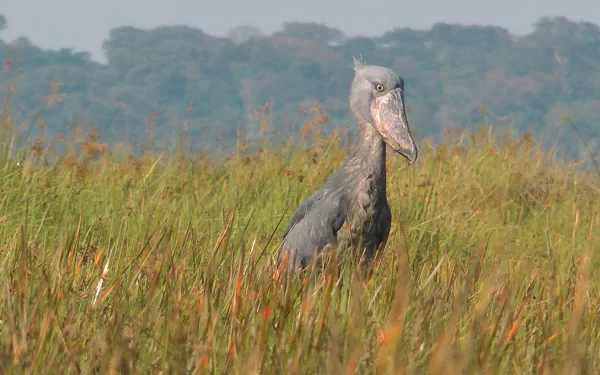 Animal Shoebill HD Desktop Wallpaper | Background Image