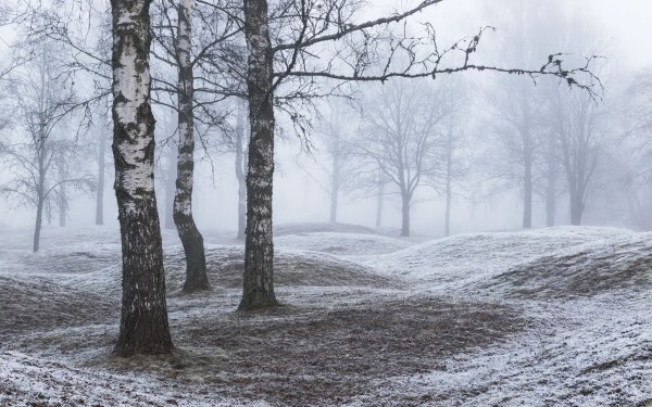 Nature Winter Tree Park Fog HD Wallpaper | Background Image