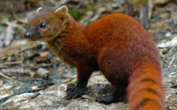  Ring-tailed mongoose
