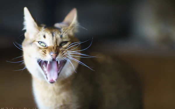  Yawning in 1/160th second