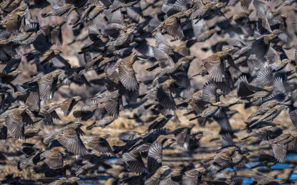 flight flock of birds Animal Blackbird HD Desktop Wallpaper | Background Image