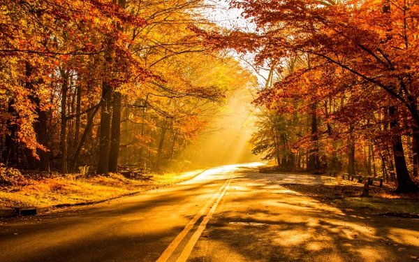 Man Made Road Fall Sunshine Sunbeam HD Wallpaper | Background Image