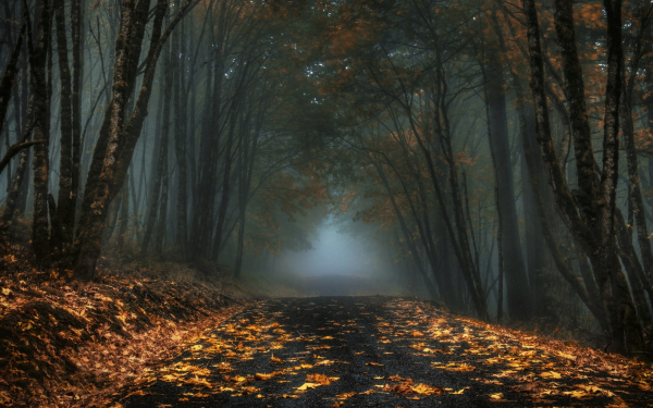 Man Made Road Fall Forest Fog HD Wallpaper | Background Image