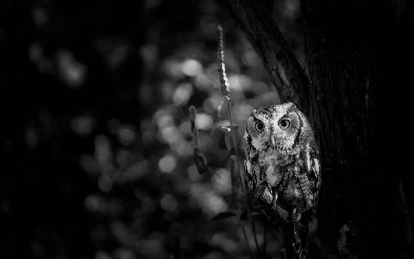 Animal Owl Birds Owls Bird Black & White Bokeh Blur HD Wallpaper | Background Image