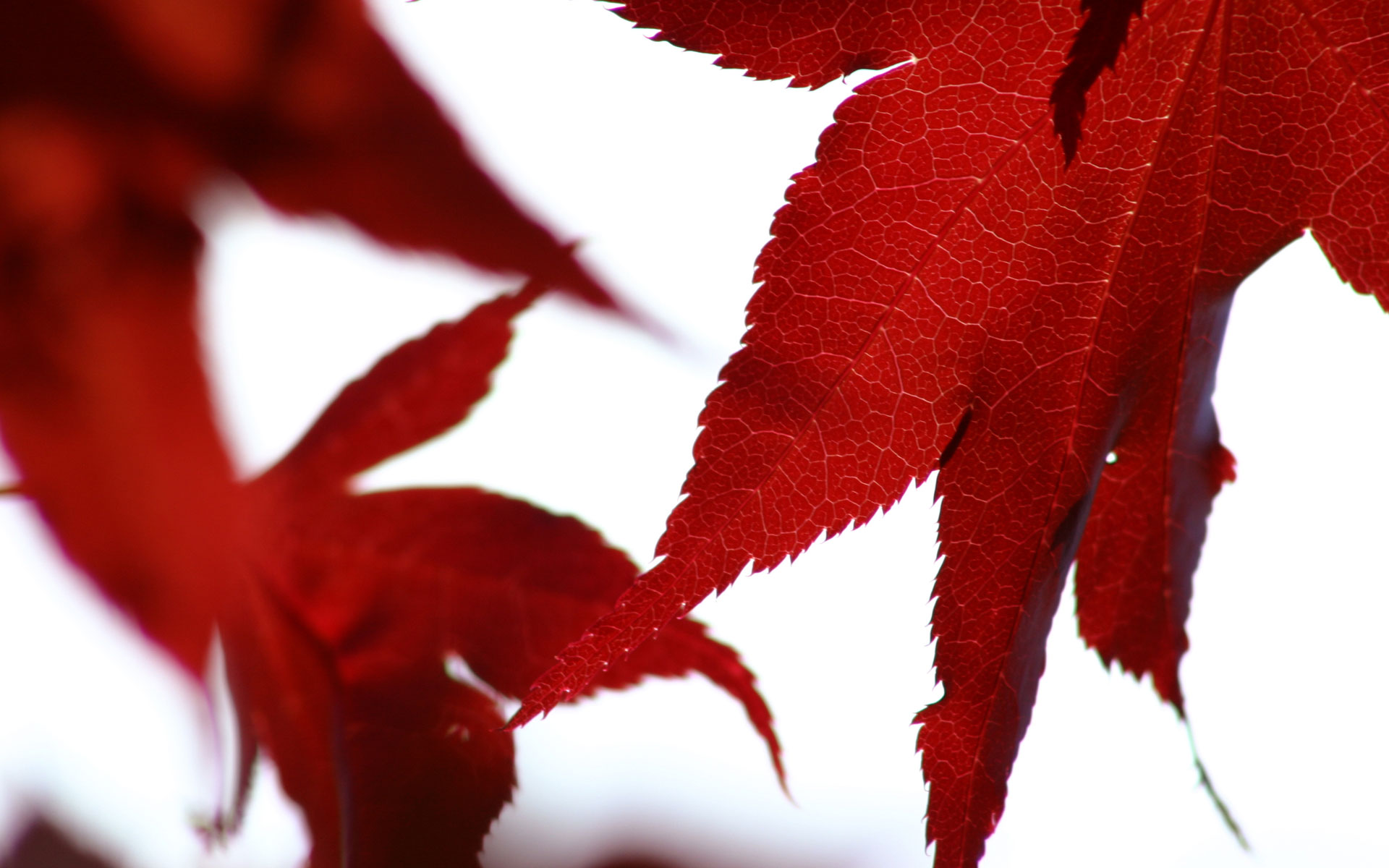 Autumn foliage on a high-resolution desktop wallpaper.