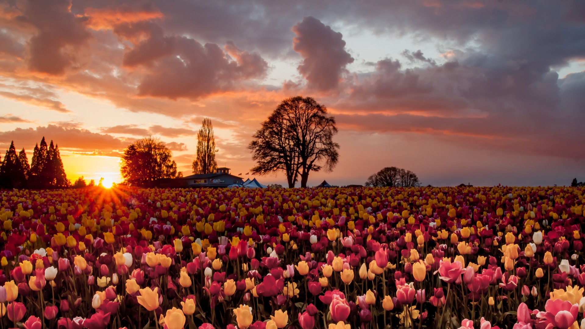 Download Yellow Flower Pink Flower Silhouette Tree Sunset Field Flower ...