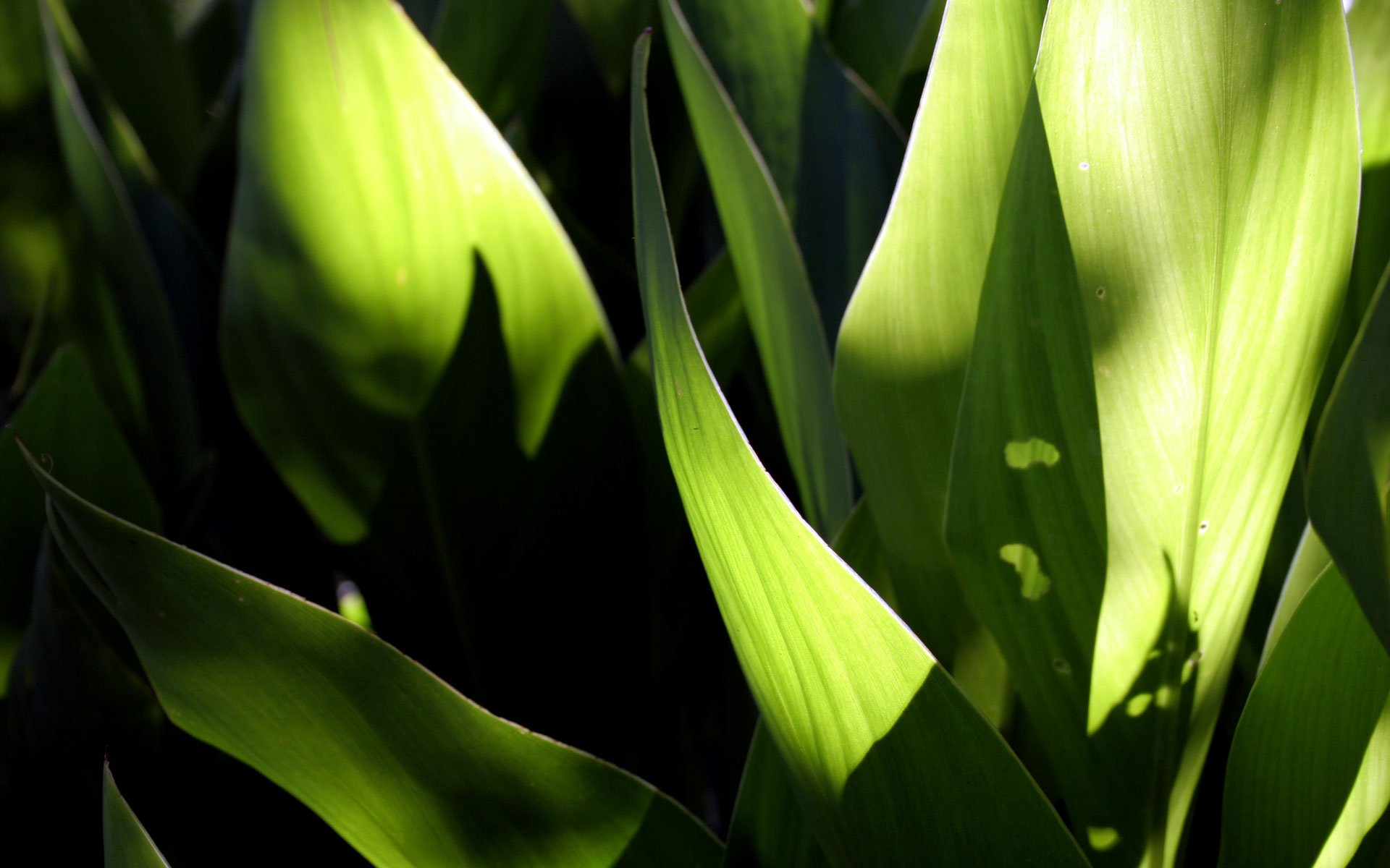 Close-up of vibrant green plant leaves with light reflecting off their surfaces, creating a natural and soothing background for your HD desktop wallpaper.