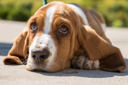 Close-up 4K Ultra HD image of a basset hound dog with expressive eyes, resting its muzzle on the ground in natural light.