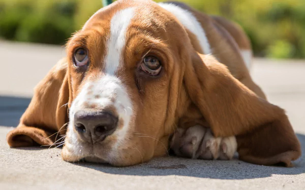 Close-up 4K Ultra HD image of a basset hound dog with expressive eyes, resting its muzzle on the ground in natural light.