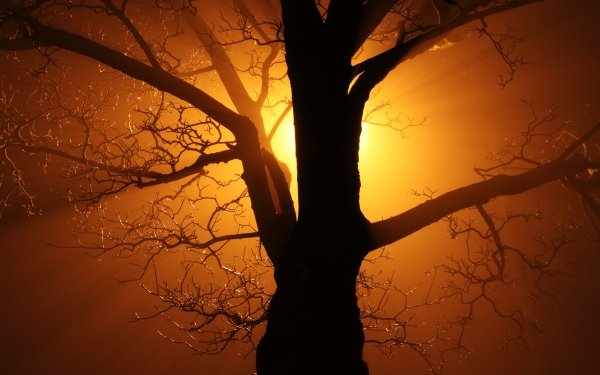 Earth Tree Trees Sun Branch Nature Silhouette orange Bright HD Wallpaper | Background Image