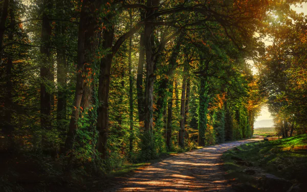A sunlit forest path winding through dense trees in a park, captured in vibrant detail for a 4K Ultra HD PC desktop wallpaper and background.